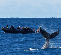 Whale Watching Safari departing Circular Quay